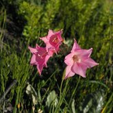 Gladiolus meridionalis